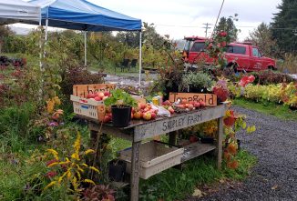 Starting an Orchard for Profit at Skipley Farm